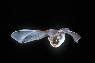 Découvrez les secrets de ces petits mammifères volants Découvrez les secrets de ces petits mammifères volants