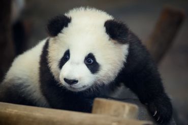 Des bébés pandas nés au zoo de Berlin présentés au public Des bébés pandas nés au zoo de Berlin présentés au public