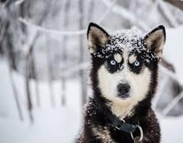 Alaskan Husky, quels beaux yeux Alaskan Husky, quels beaux yeux