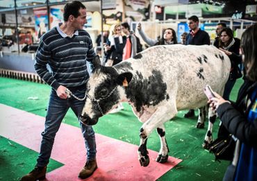 Gilles Druet et sa vache Imminence font leur entrée au salon international de l'Agriculture, à Paris Porte de Versailles le 22 février 2019 Gilles Druet et sa vache Imminence font leur entrée au salon international de l'Agriculture, à Paris Porte de Versailles le 22 février 2019
