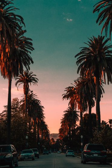 Que serait Los Angeles sans ses immenses palmiers ? Sans doute moins polluée, selon cette récente étude. Que serait Los Angeles sans ses immenses palmiers ? Sans doute moins polluée, selon cette récente étude.