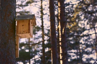 Soyez prêt à accueillir les oiseaux cet hiver dans votre jardin Soyez prêt à accueillir les oiseaux cet hiver dans votre jardin