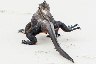 Iguanes, tortues, lions de mer,... les animaux sont rois sur les Îles Galápagos. Iguanes, tortues, lions de mer,... les animaux sont rois sur les Îles Galápagos.