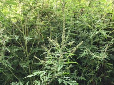 Allergies : l'ambroisie, une plante au pollen très nocif, s'installe peu à peu en Belgique Allergies : l'ambroisie, une plante au pollen très nocif, s'installe peu à peu en Belgique