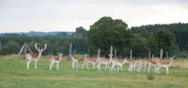 Anima’Sphair est installée au coeur de la campagne, entourée de daims, de chèvres, de canards, de poules. Anima’Sphair est installée au coeur de la campagne, entourée de daims, de chèvres, de canards, de poules.