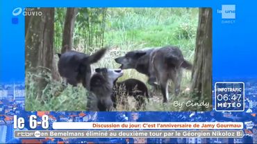 Comme le chien, le loup aboie... Comme le chien, le loup aboie...