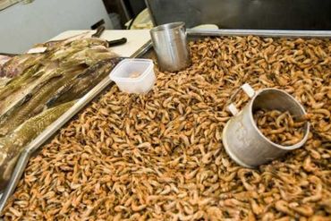 Les fameuses crevettes ostendaises ! Les fameuses crevettes ostendaises !