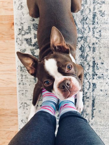 Les visages sont plus importants pour les humains que pour les chiens, selon une étude Les visages sont plus importants pour les humains que pour les chiens, selon une étude