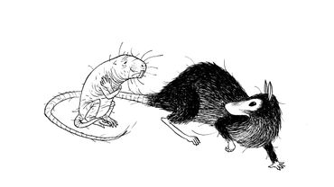 Rat et les animaux moches Rat et les animaux moches