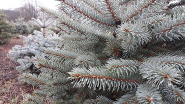 Plusieurs essences de sapins sont commercialisées en Belgique. Plusieurs essences de sapins sont commercialisées en Belgique.