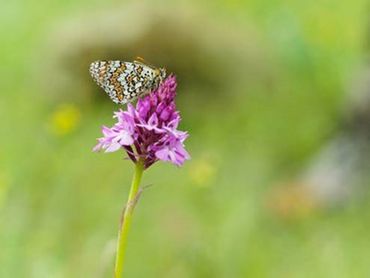Abeilles, Syrphes et Papillons : Sauvons nos pollinisateurs Abeilles, Syrphes et Papillons : Sauvons nos pollinisateurs