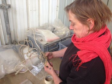 Hélène Collet nous montre une des nombreuses piques en silex retrouvées à Spiennes. Hélène Collet nous montre une des nombreuses piques en silex retrouvées à Spiennes.