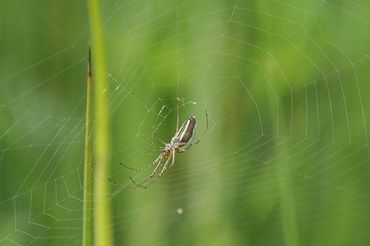 Des milliers d'araignées tissent une toile gigantesque autour d'un lac en Grèce Des milliers d'araignées tissent une toile gigantesque autour d'un lac en Grèce