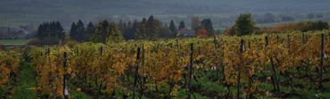 Vignoble du "Poirier du loup" Vignoble du "Poirier du loup"