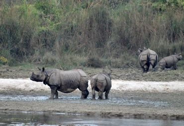 Rhinocéros à une corne, au Népal Rhinocéros à une corne, au Népal