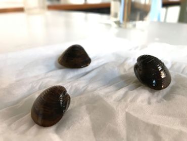 Cette palourde asiatique est étudiée dans les laboratoires de biologie de l'Université de Namur Cette palourde asiatique est étudiée dans les laboratoires de biologie de l'Université de Namur