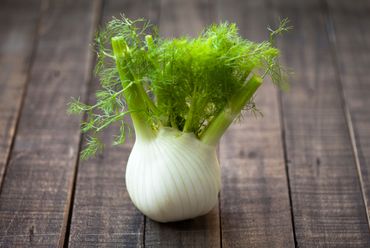 Le fenouil Le fenouil