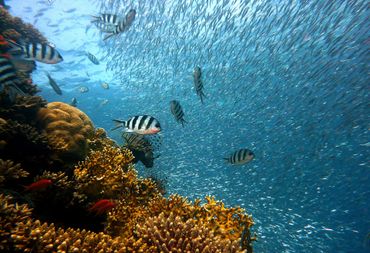Rien de tel que l'océan pour les poissons et les mammifères marins! Rien de tel que l'océan pour les poissons et les mammifères marins!