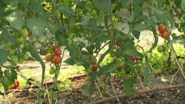 Les tomates installées sous une structure qui va soutenir les plantes Les tomates installées sous une structure qui va soutenir les plantes