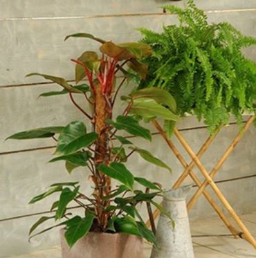 Le top 5 des plantes pour dépolluer votre intérieur Le top 5 des plantes pour dépolluer votre intérieur