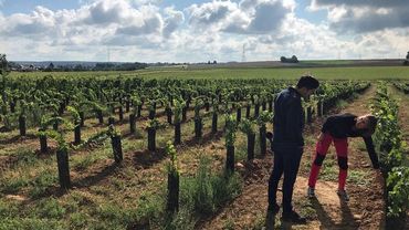 Questions à la Une : Le vin wallon Questions à la Une : Le vin wallon