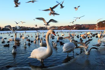 Oiseaux sauvages et domestiques. Oiseaux sauvages et domestiques.