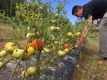 Pascal cultive six variétés de tomates différentes sur un hectare. Toute la récolte se fait à la main. Pascal cultive six variétés de tomates différentes sur un hectare. Toute la récolte se fait à la main.