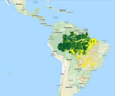 En jaune, la disparition de l'Amazonie entre 1988 et 2012 En jaune, la disparition de l'Amazonie entre 1988 et 2012