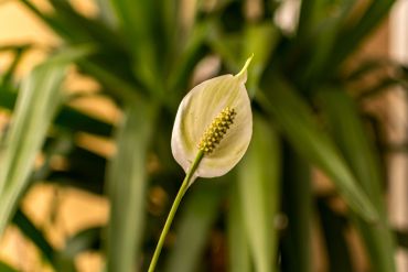 Les plantes d'intérieur, de vrais filtres à pollution ! Les plantes d'intérieur, de vrais filtres à pollution !