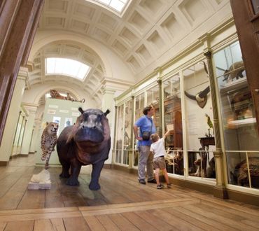 le Musée d’histoire naturelle est un véritable cabinet de curiosité. le Musée d’histoire naturelle est un véritable cabinet de curiosité.