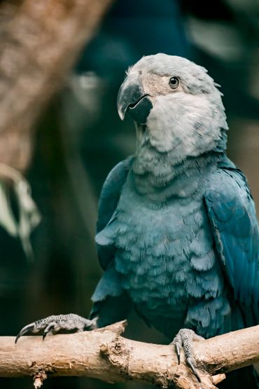 20 ans après leur extinction, les Aras de Spix sont de retour au Brésil 20 ans après leur extinction, les Aras de Spix sont de retour au Brésil