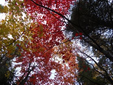 Nos forêts souffrent du réchauffement climatique, de nouvelles essences d'arbres à la rescousse Nos forêts souffrent du réchauffement climatique, de nouvelles essences d'arbres à la rescousse