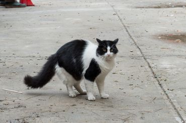 Namur: désormais, il faudra respecter des règles strictes pour nourrir les chats errants Namur: désormais, il faudra respecter des règles strictes pour nourrir les chats errants