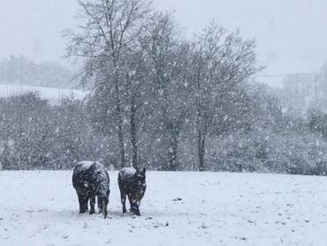 Des chutes de neige sont signalées ce vendredi après-midi sur le centre, le sud et l'est du pays. Des chutes de neige sont signalées ce vendredi après-midi sur le centre, le sud et l'est du pays.