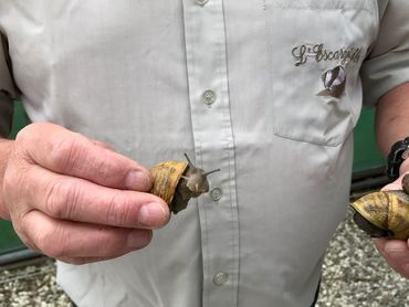 Il y a 350 mille escargots dans l'exploitation de Jean-Pierre. Il y a 350 mille escargots dans l'exploitation de Jean-Pierre.