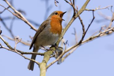 Les sons naturels sont bons pour la santé : eau qui coule, chants d'oiseaux... Les sons naturels sont bons pour la santé : eau qui coule, chants d'oiseaux...
