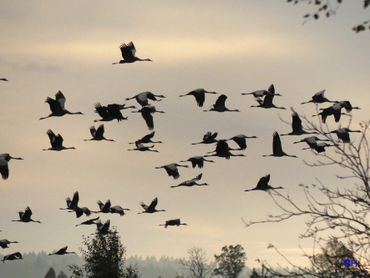 Les Hautes Fagnes, nouveau Pays de Cocagne des grues cendrées Les Hautes Fagnes, nouveau Pays de Cocagne des grues cendrées