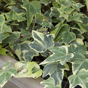 Le top 5 des plantes pour dépolluer votre intérieur Le top 5 des plantes pour dépolluer votre intérieur