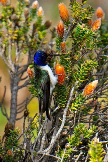 Un colibri émerveille la science avec son chant de contre-ténor en Équateur Un colibri émerveille la science avec son chant de contre-ténor en Équateur