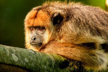 Brésil : record d’incendies en juillet au Pantanal, l’un des principaux sanctuaires de biodiversité au monde Brésil : record d’incendies en juillet au Pantanal, l’un des principaux sanctuaires de biodiversité au monde