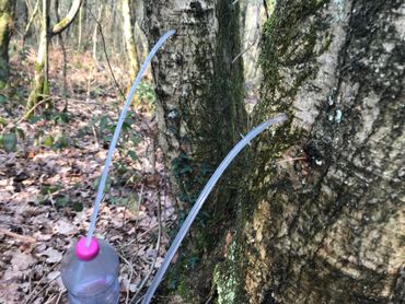 La sève met plusieurs heures à s'écouler dans la bouteille La sève met plusieurs heures à s'écouler dans la bouteille