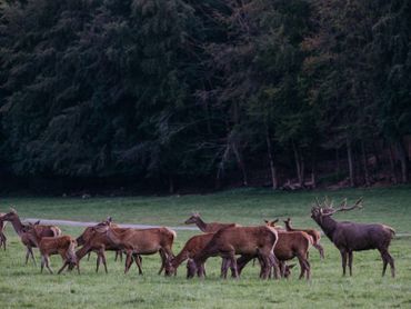 Le Parc animalier accueille les espèces européennes qui vivent ou vivaient dans nos régions. Le Parc animalier accueille les espèces européennes qui vivent ou vivaient dans nos régions.
