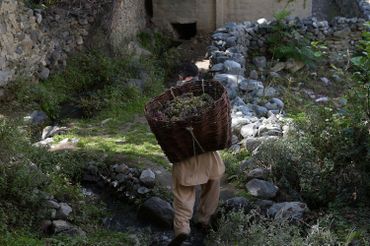 Dans le nord du Pakistan : douces vendanges et enivrements illicites Dans le nord du Pakistan : douces vendanges et enivrements illicites
