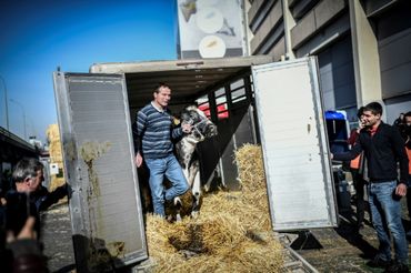 Gilles Druet fait descendre du camion sa vache Imminence pour qu'elle participe au salon de l'Agriculture Porte de Versailles à Paris, le 22 février 2019 Gilles Druet fait descendre du camion sa vache Imminence pour qu'elle participe au salon de l'Agriculture Porte de Versailles à Paris, le 22 février 2019