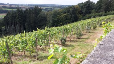 Le Vignoble est planté au cœur d’un domaine d’une très grande beauté. Le Vignoble est planté au cœur d’un domaine d’une très grande beauté.