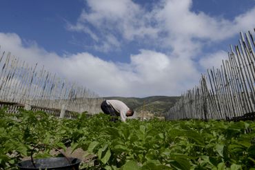 Tunisie : pour contrer la pénurie d’eau, des agriculteurs misent sur un système unique et ingénieux de culture sur sable Tunisie : pour contrer la pénurie d’eau, des agriculteurs misent sur un système unique et ingénieux de culture sur sable