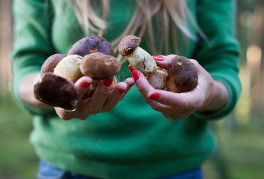 Les applications de reconnaissance de champignons : efficaces ou dangereuses ? Les applications de reconnaissance de champignons : efficaces ou dangereuses ?