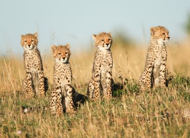 “Nounous pour animaux” : notre top 5 des bébés les plus mignons “Nounous pour animaux” : notre top 5 des bébés les plus mignons