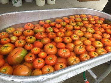 Une fois récoltées, les tomates sont lavées pour enlever toute impureté.
Une fois récoltées, les tomates sont lavées pour enlever toute impureté.