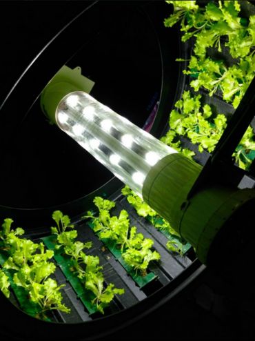 L’hydroponie permet de cultiver des plantes hors sol. L’hydroponie permet de cultiver des plantes hors sol.